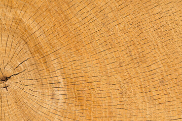 Fototapeta premium Old cut oak tree wood texture backdround