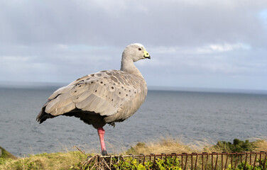 Cape Barren Goose bird standing on a metal fence looking over the ocean