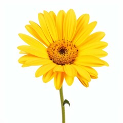 Vibrant yellow daisy flower, perfectly isolated against a white background, Ai Generated