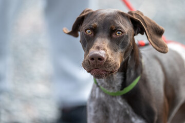 A serious looking German shorthaired pointer dog. The powerful retriever is lean, and sleek, has...