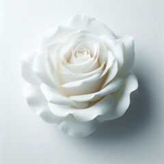 White rose isolated on a white background