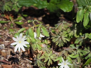 アズマイチゲの白い花