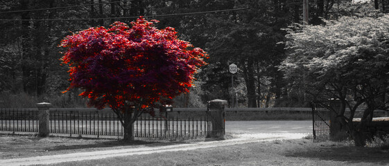 Red tree in black and white lawn