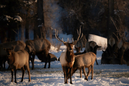 Bull elk in herd of elk see in Steamboat Springs Colorado