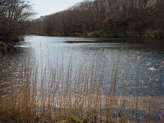 春の千歳湖の風景