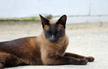 Brown Siamese cat resting with its eyes closed on a concrete surface