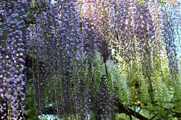 藤の花(藤の花)　紫と白花