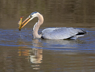 Great blue heron portrait into the swamp, Quebec, Canada