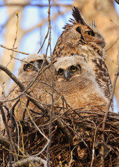 Great-horned Owl and his baby in the nest, Quebec, Canada