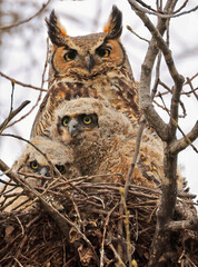 Great-horned Owl and his baby in the nest, Quebec, Canada