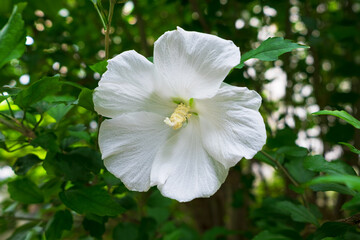 芙蓉の白い花