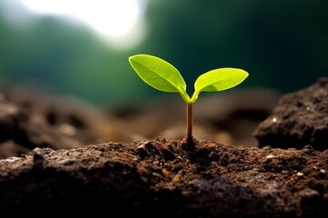 Sprouting seedling emerging from soil