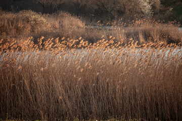 Selective blur on a bunch of common reed, also called phragmites, in a wetland of Europe, in Serbia...