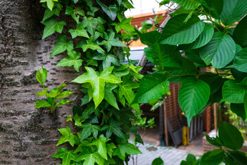 新緑に葉を広げる都会の街路樹