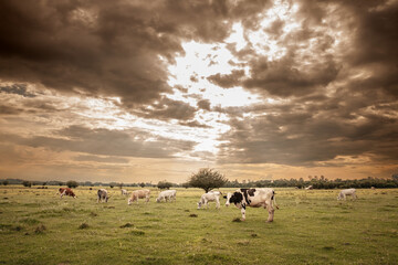 Selective blur on a herd of cows, including some Holstein frisian cow, with its typical brown and...