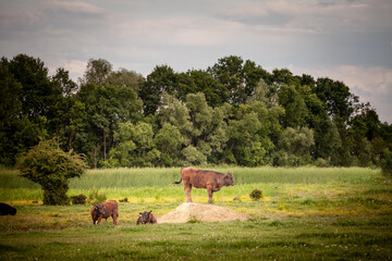 Selective blur on a young black brown bull, a young cow, standing in a herd in a Serbian pasture at dusk.