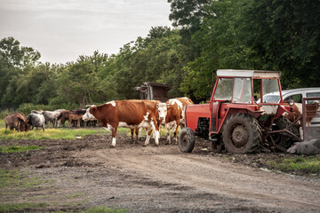 Selective blur on a herd of Holstein frisian cow, with its typical brown and white fur standing by tractors. Holstein is a cow breed, known for its dairy milk production.