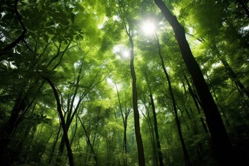 Lush green forest with sunlight streaming through the trees