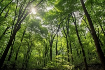 Obraz premium Lush green forest with sunlight streaming through the trees