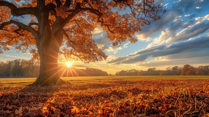Sunbeams Through Majestic Oak Tree - Panoramic Landscape