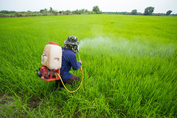 Thai farmer spraying insecticide on rice field
