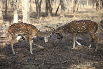 Ranthambore National Park | Rajasthan, India | Bengal Tiger - Spotted Deer/Chital - Sambhar Rusa Univolour deer