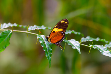A Tiger Longwing Butterfly at a Botanical Gardens Exhibit in Grand Rapids, Michigan.