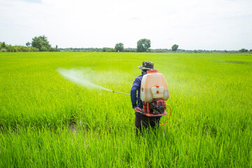 Thai farmer spraying insecticide on rice field
