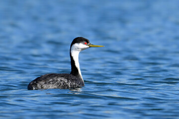 Western Grebe duck bird floating alone on a calm lake and looking around