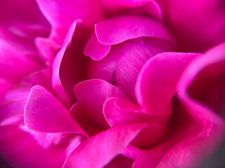 pink rose petals