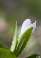 White Trillium blooming in May 