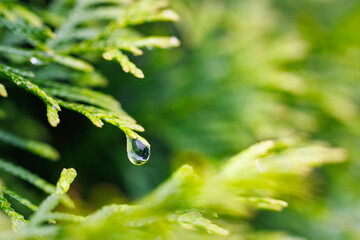 Macro Image of Green Foliage with Water Drop