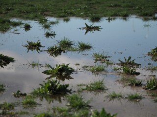 野原にできた水たまりに薄く映る空と雲