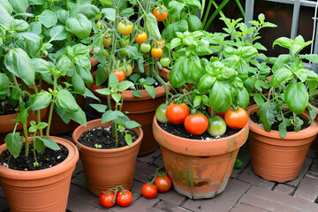 Healthy tomato vines and basil grow in terracotta pots , on an apartment balcony.