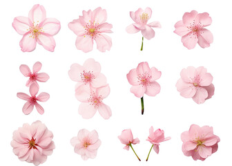 cherry blossom flowers 