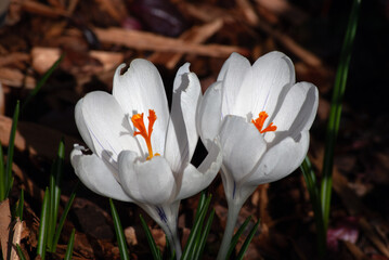 white crocus flowers