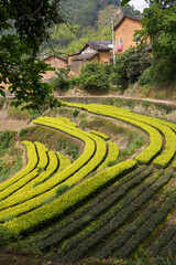 Chinese Tea Garden
