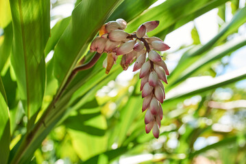 Flower of Alpinia zerumbet, known as shell ginger, pink porcelain lily, variegated ginger or light galangal, a perennial Asian ornamental plant.