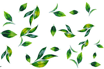 green leaves background,Green Floating Leaves Flying Leaves Green Leaf Dancing isolated on transparent background. Flying whirl green leaves in the air, Healthy products by organic natural ingredients