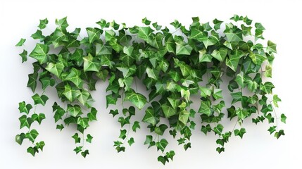 lush green ivy plant isolated on white background 3d illustration