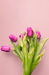 Fresh flower composition, bouquet of bi color tulips