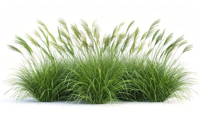 nassella tenuissima ornamental grass isolated on white 3d illustration from human eye level
