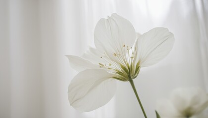 Obraz premium Delicate Flowers Suspended in a Wispy White Embrace
