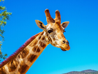 Fototapeta premium Head of a giraffe