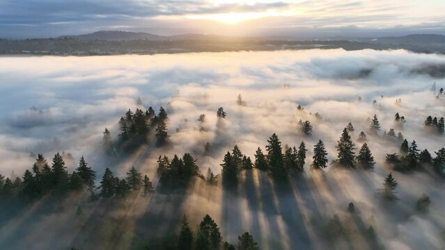 Lit by morning sunlight, fog drifts through trees in the beautiful Willamette Valley not far south of Portland, Oregon.