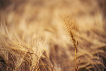 Dry barley golden field pasture farmland. Barley wheat agriculture field ingredient for bread grain...