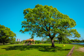 【熊本】水前寺江津湖公園