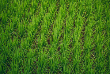 Rice Field Green agriculture ecosystem Asian rice paddy field Vietnam green farm. Harvest...