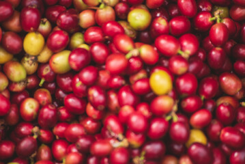 Red seed coffee bean  green leaf  robusta arabica berries ripe harvest for coffee farm garden....
