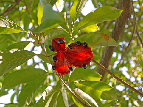 Branch of Sterculia lanceolata Bastard poon tree fruit with black seeds and bright red pods with green leaves in background
